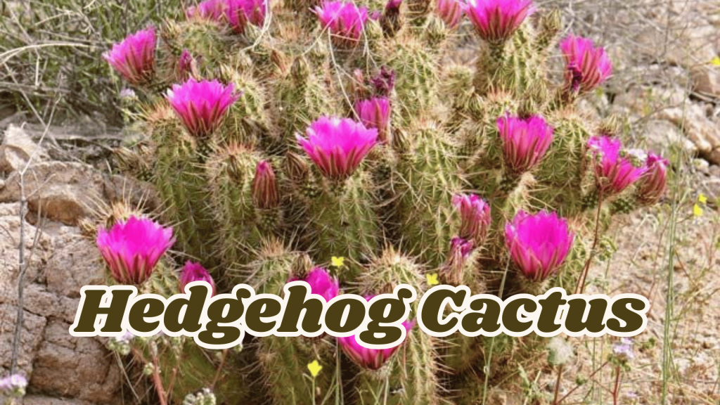 Flowers of Thar Desert: 20 Different Desert Plants And Flowers 15 Hedgehog Cactus