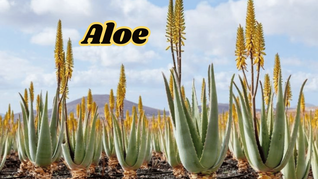 Flowers of Thar Desert: 20 Different Desert Plants And Flowers 16 Aloe