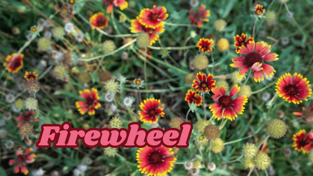 Flowers of Thar Desert: 20 Different Desert Plants And Flowers 17 Firewheel