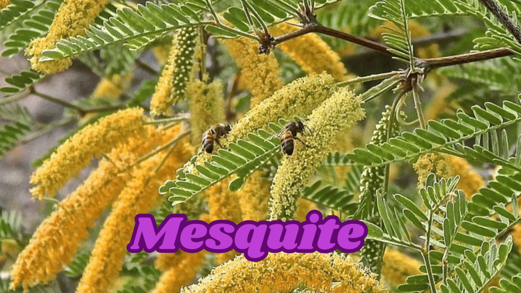 Flowers of Thar Desert: 20 Different Desert Plants And Flowers 19 Mesquite