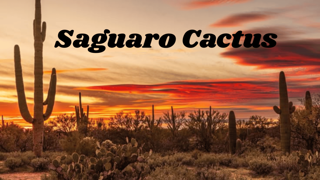 Flowers of Thar Desert: 20 Different Desert Plants And Flowers 20 Saguaro Cactus