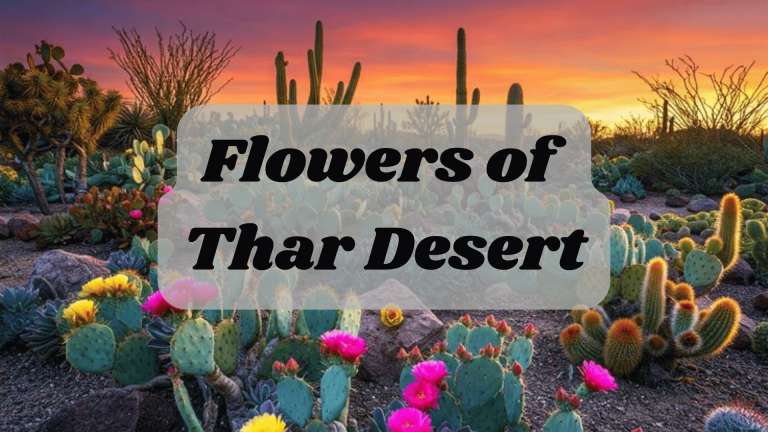 Flowers of Thar Desert