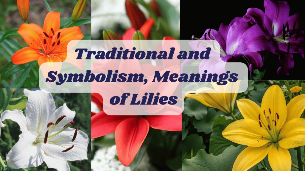 Traditional and Symbolism, Meanings of Lilies