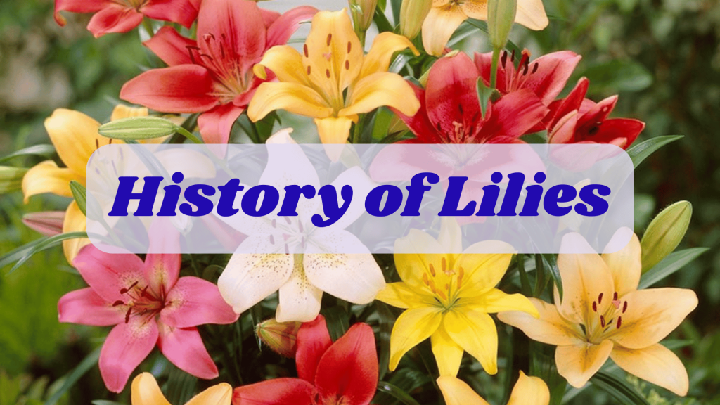 History of Lilies