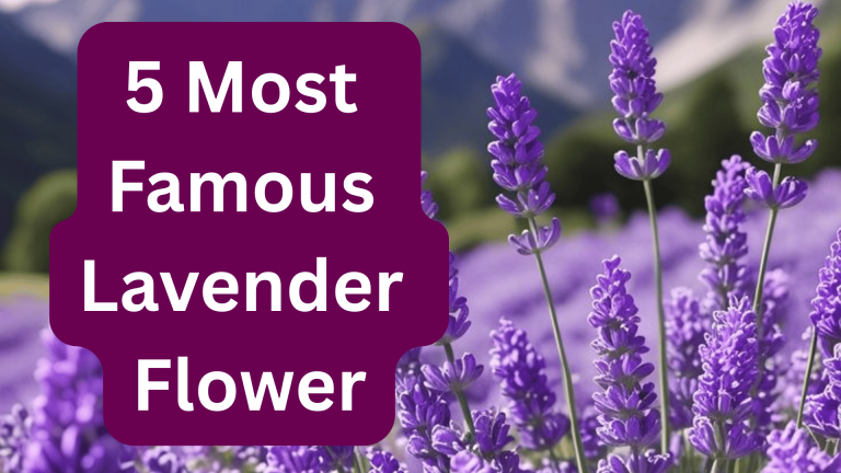 5 Most Famous Lavender Flower