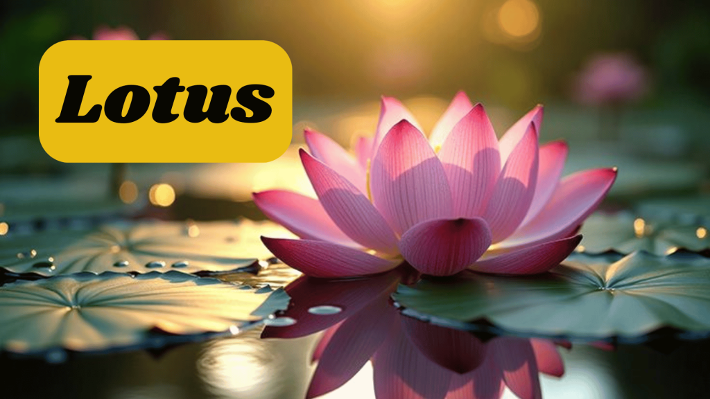 Lotus