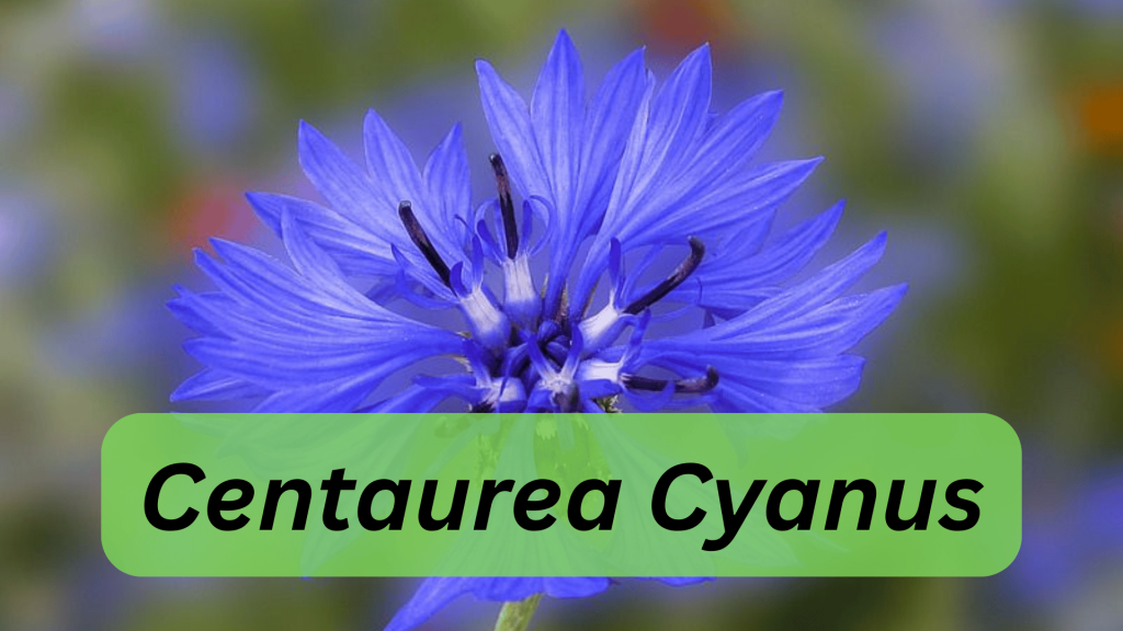 Centaurea Cyanus