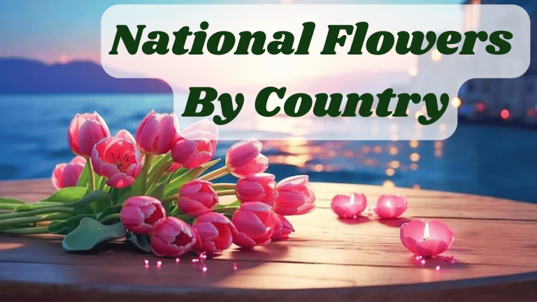 National Flowers By Country