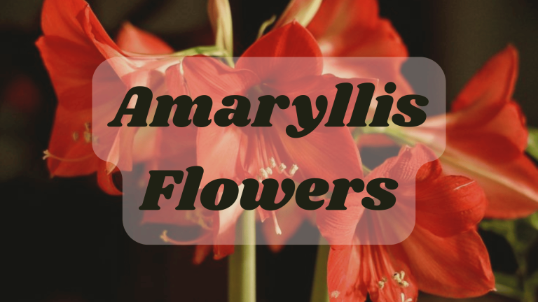 Amaryllis Flowers
