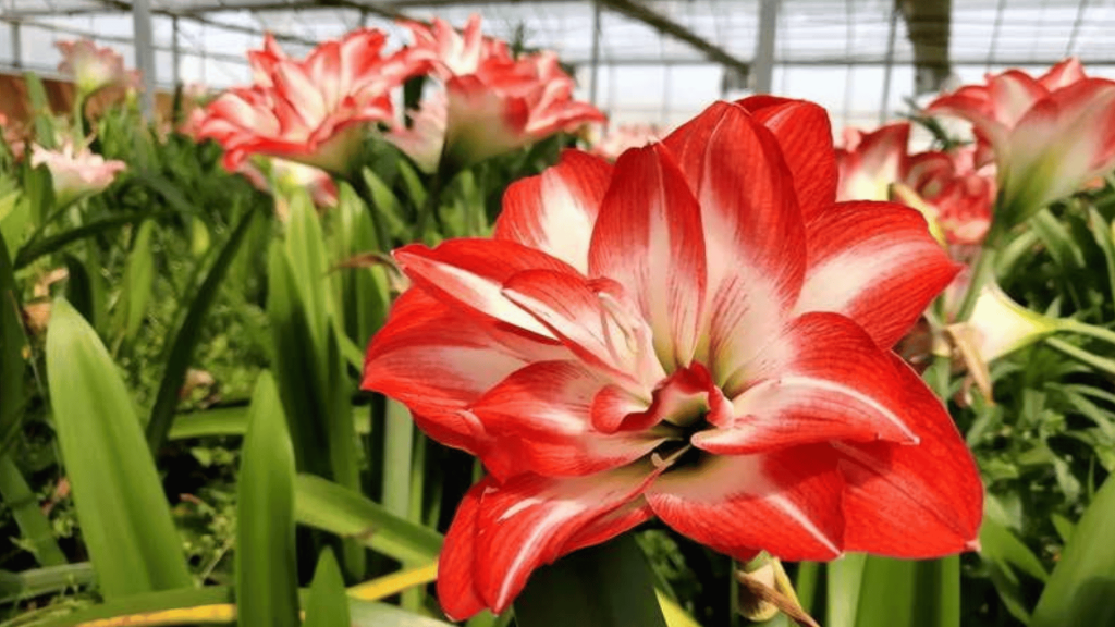 Description of Amaryllis