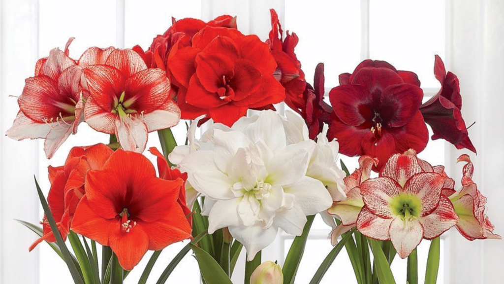 Amaryllis Varieties