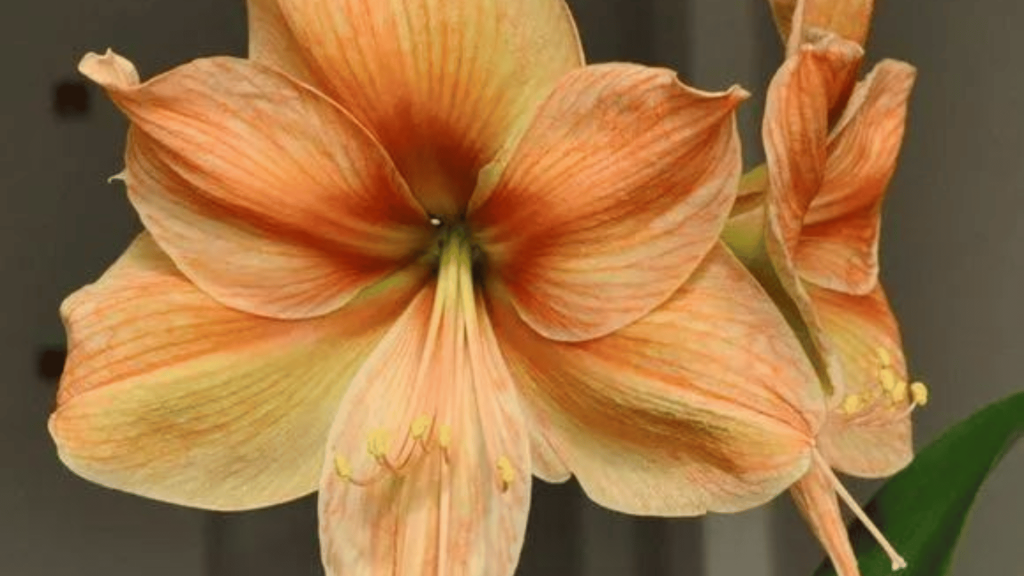 10 Care Tips of Amaryllis