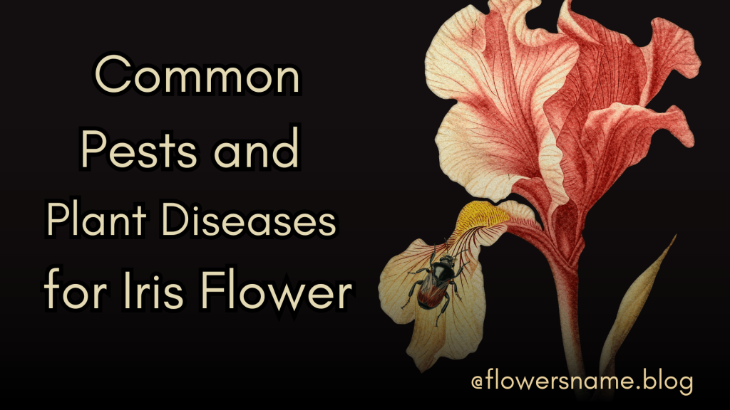 Common Pests and Plant Diseases for Iris Flower