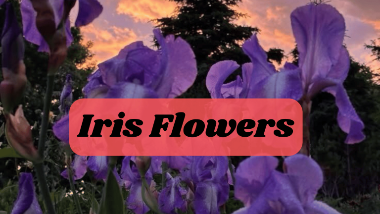 Iris Flowers